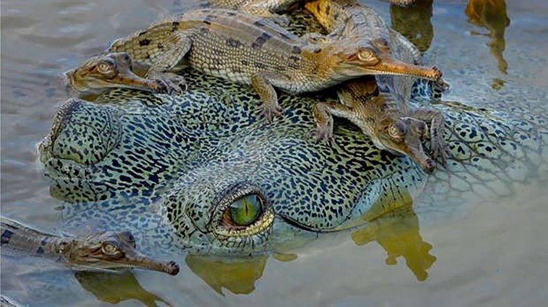 Gharial, a fish-eating crocodile, and babies