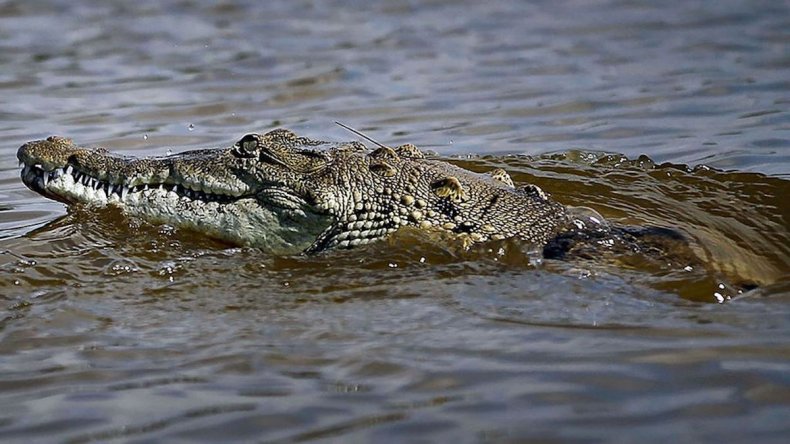 Krokodilas netoli Turkey Point Floridoje