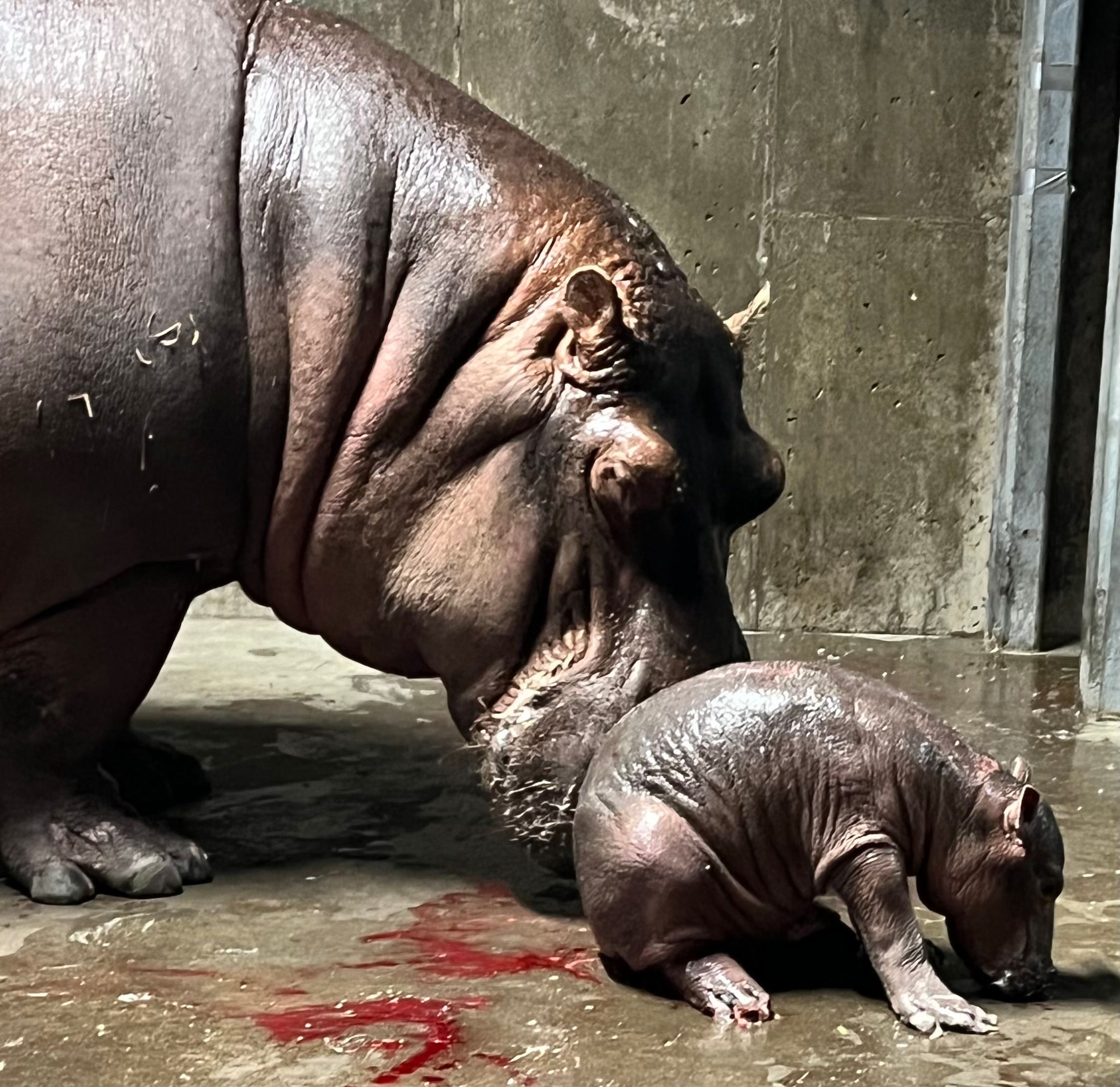 Famous Hippo Family Welcomes New Baby in Adorable Video