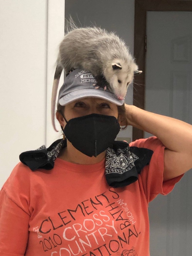 Sylvester the opossum