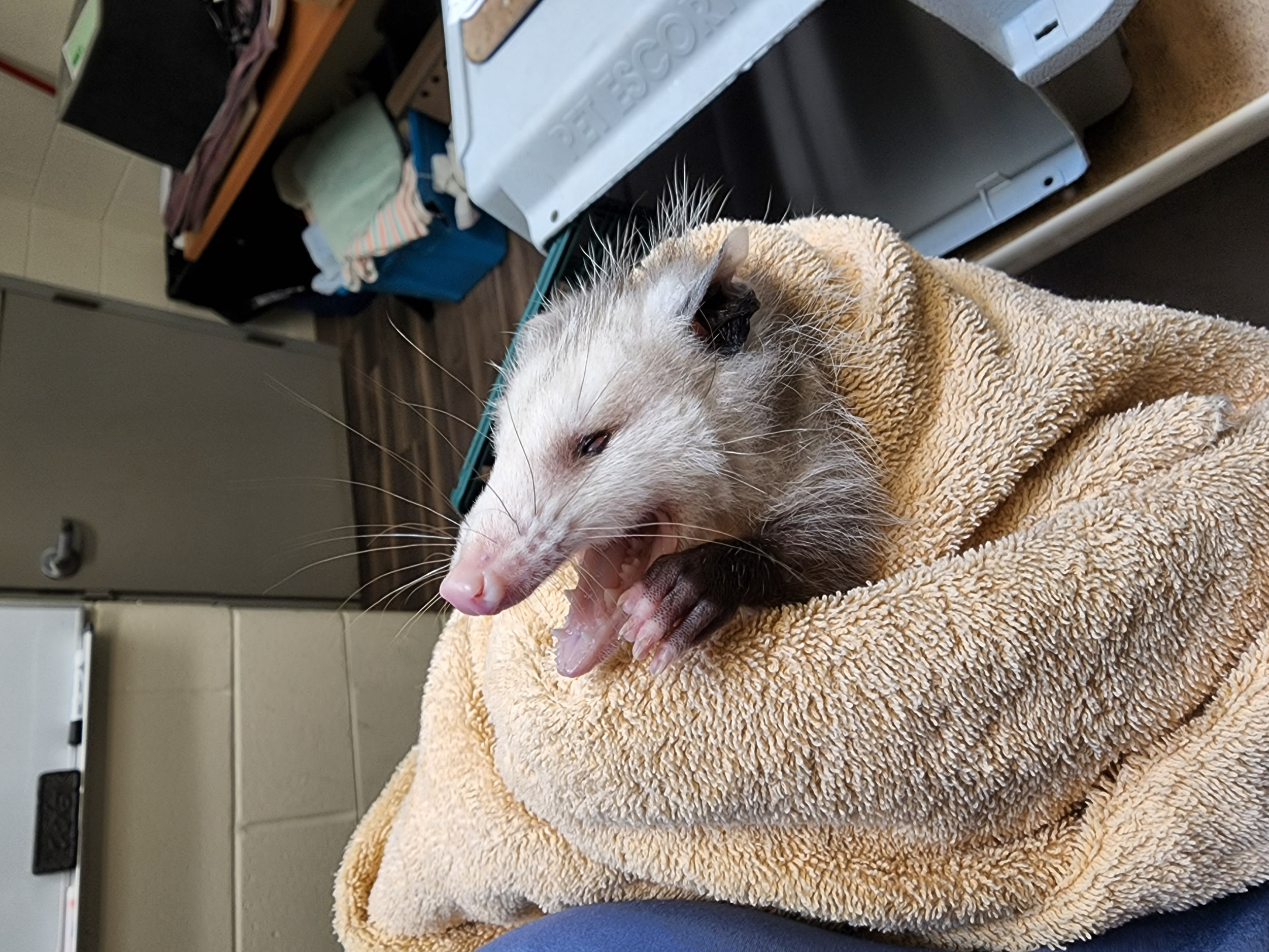 Cross-eyed opossum is huge on Facebook