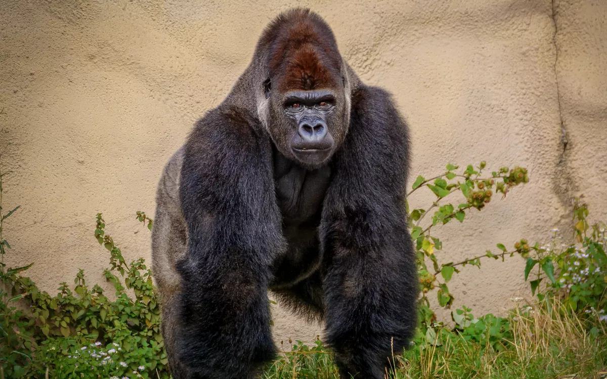 Gorilla Bath Mat, Close up Shot of an Ape Animal on a Blurry