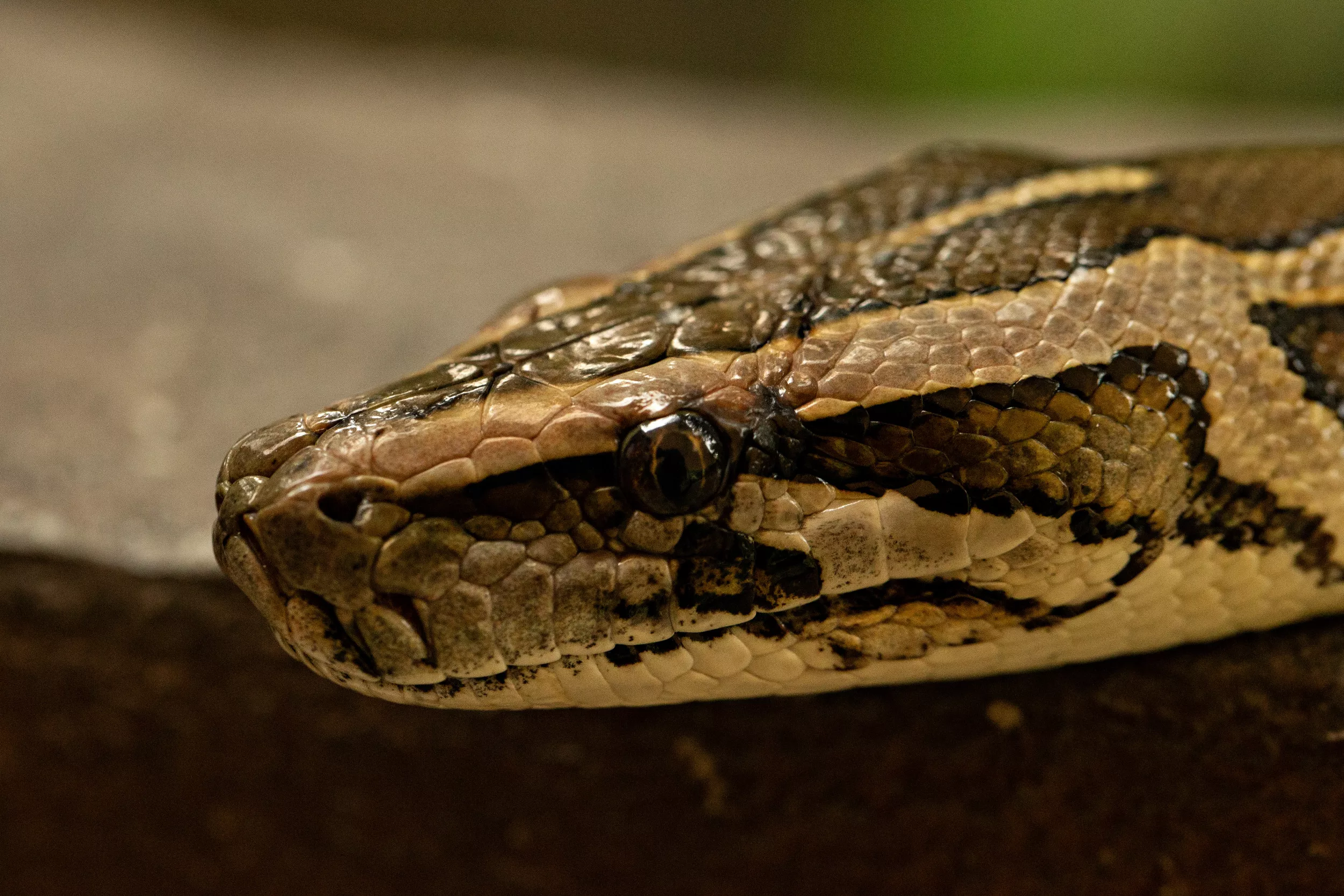 Giant 18ft, 100lb Burmese Python Caught Slithering Across Florida Highway - Vimarsana News