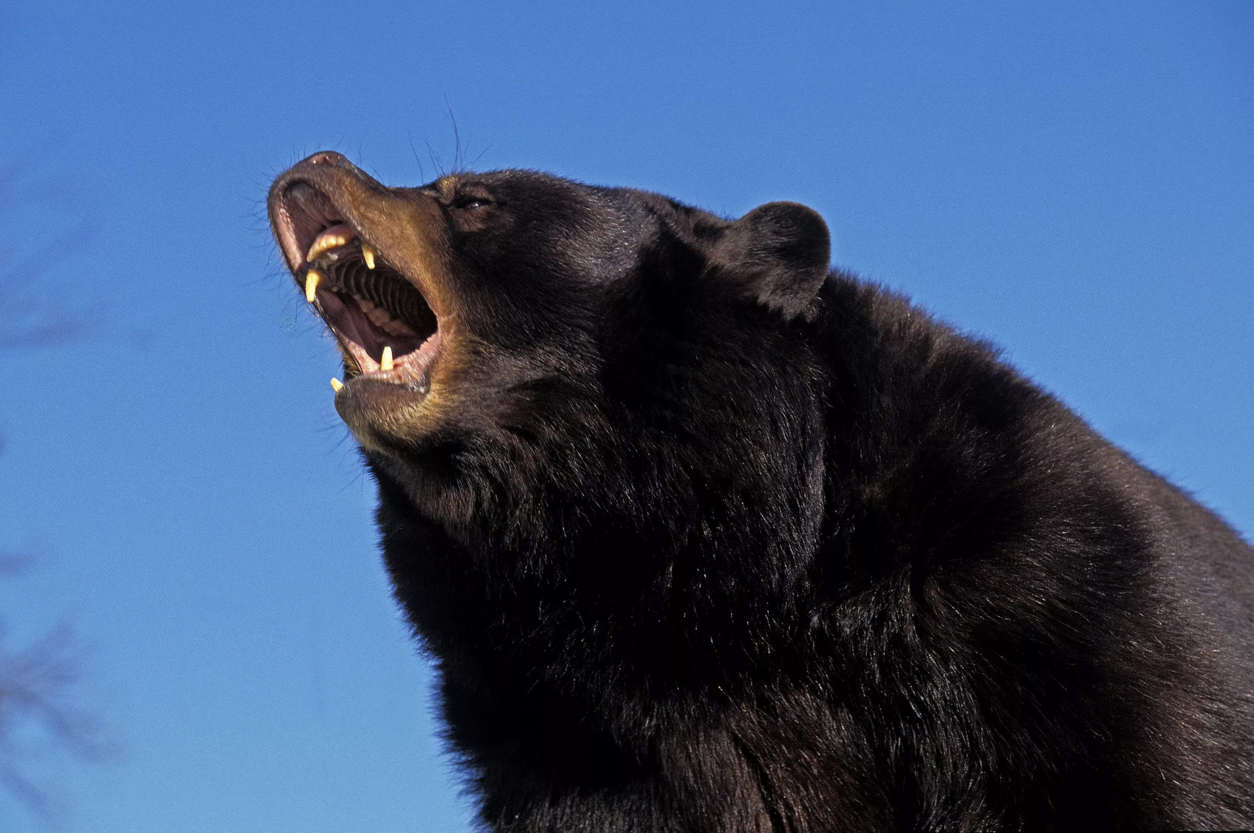 Bear Attacks Jogger on Washington Trail Causing Multiple Injuries - Vimarsana News