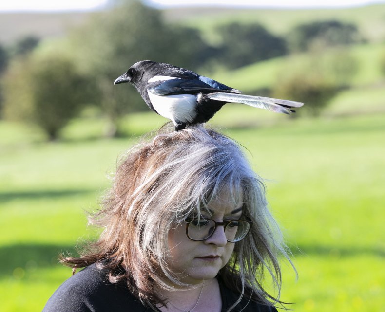 Magpie