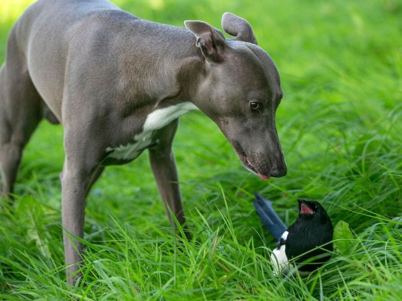 Dog magpie