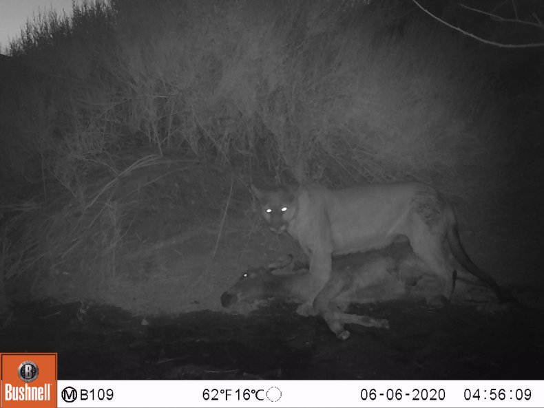Cougar