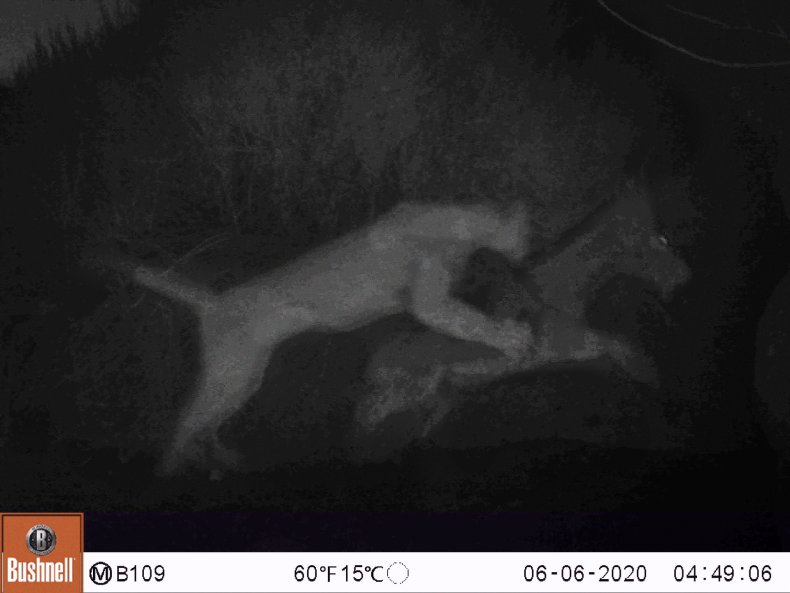 Cougar