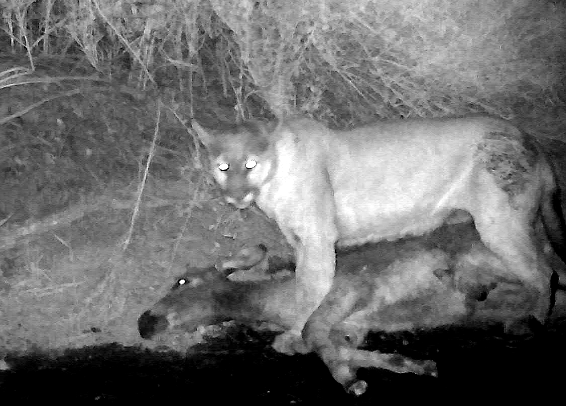 Death Valley Cougars Seen Killing and Eating Feral Donkeys for First