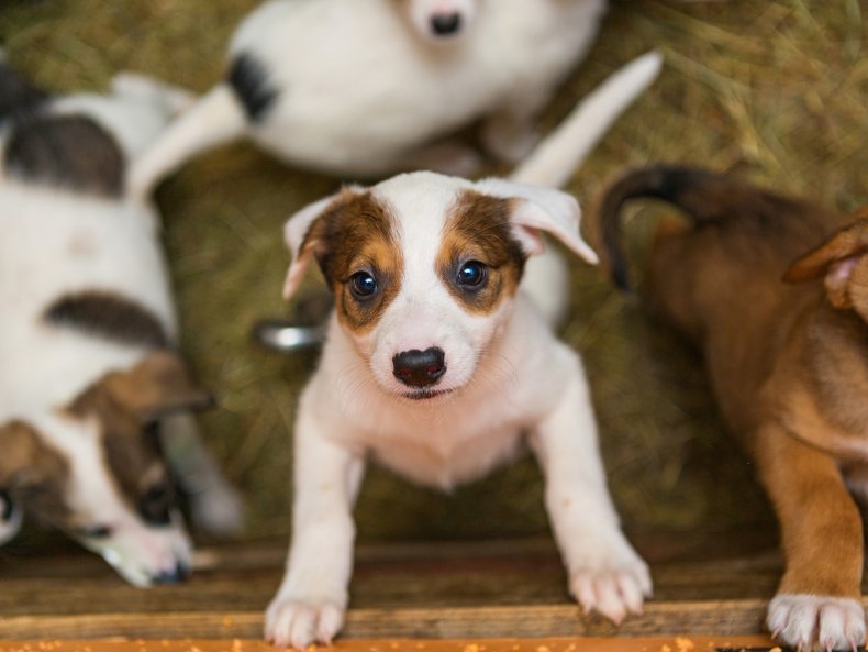 Puppies