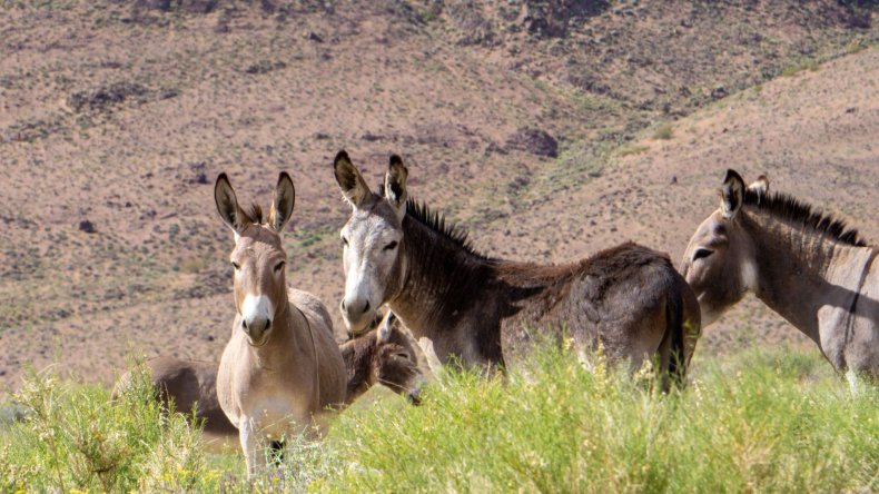 feral donkeys
