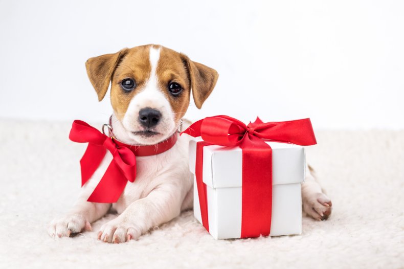 Puppy with a red bow near box.