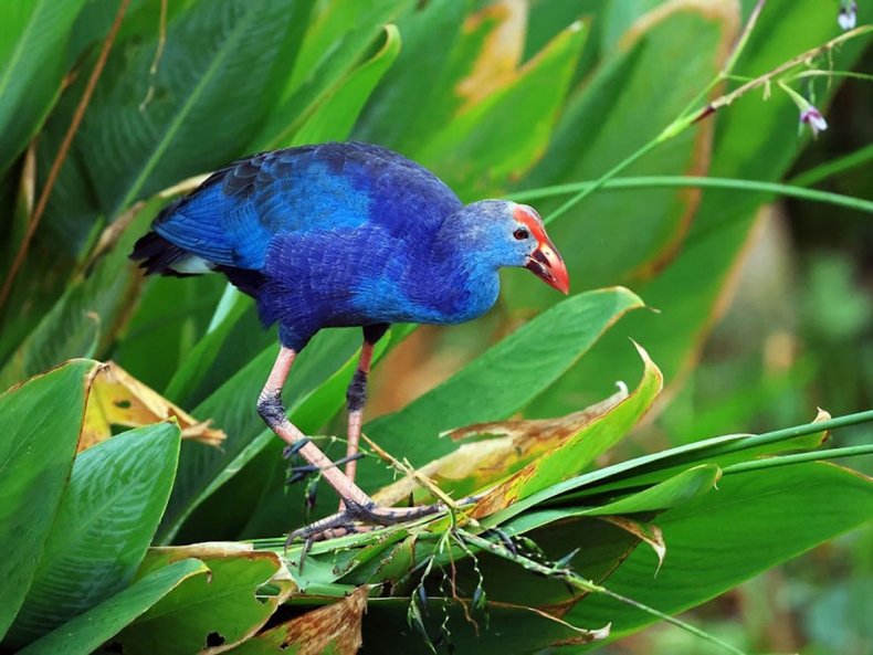 American purple gallinule in preserve