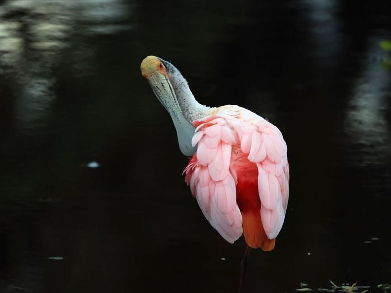 Roseate spoonbill at Florida nature preserve