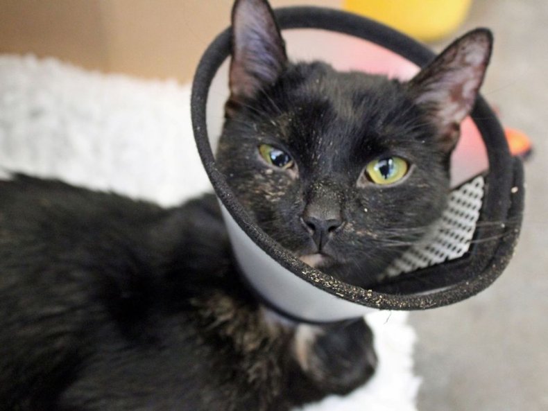 Hope the cat relaxes after surgery