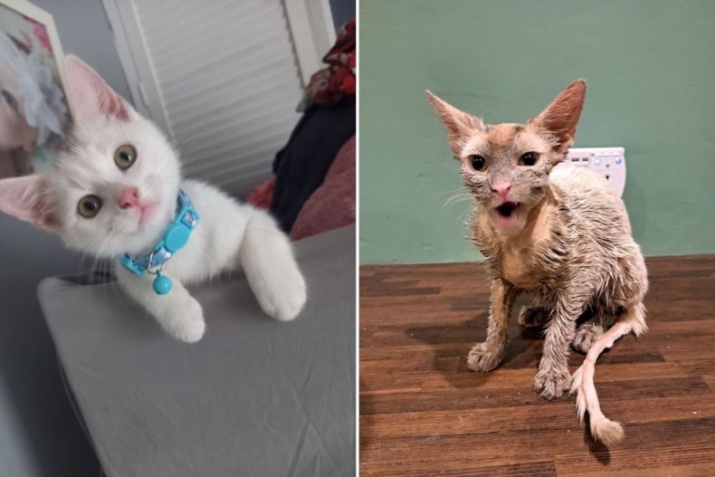 George the cat before and after painting