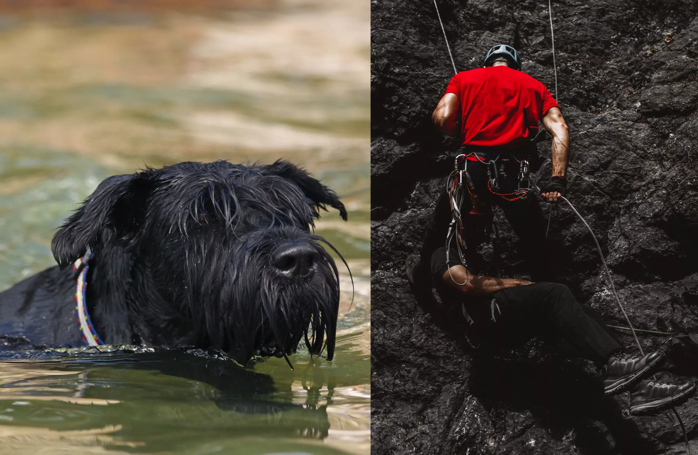 Explorers in 22-Mile Cave Accidentally Find Dog Missing for Two Months - Vimarsana News