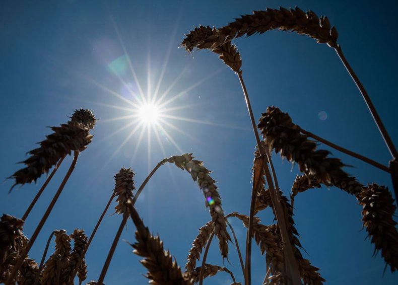 Wheat plants