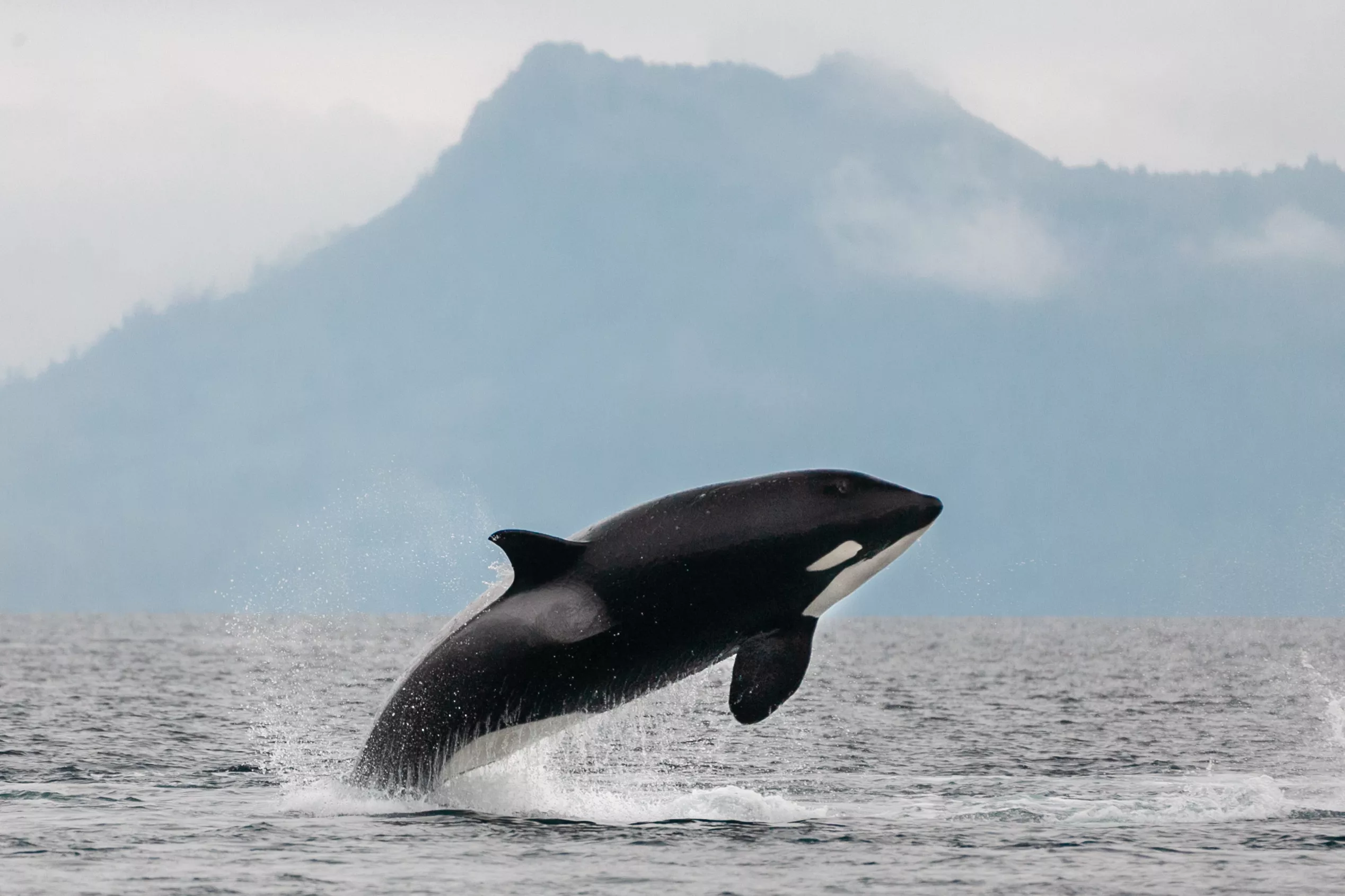 Captive Orca Lolita's 93-Year-Old Wild Mom Spotted for First Time This Year - Vimarsana News