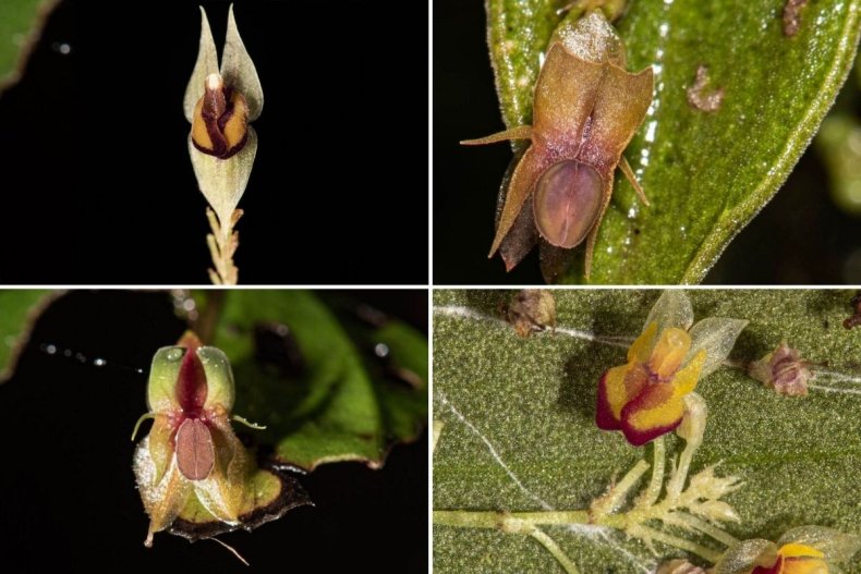 New mini orchids found in Colombia