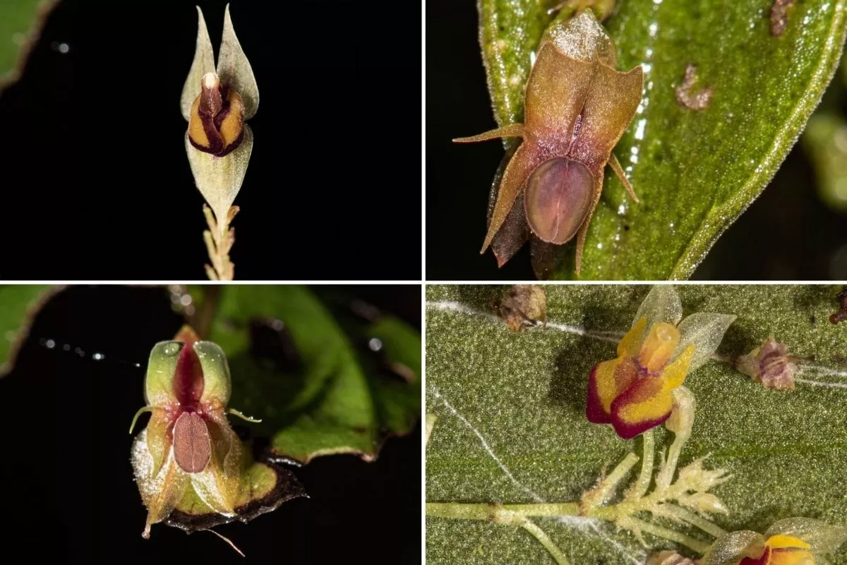 Experts Find 4 New Mini Orchids That Are at Risk of Extinction - Vimarsana News