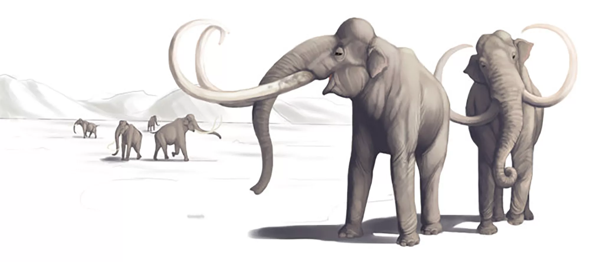 Mammoth-Butchering Site Proves Humans Were in North America Much Earlier: Scientists - Vimarsana News