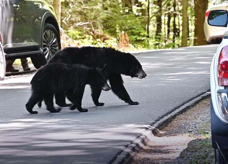 Bears Crossing Road