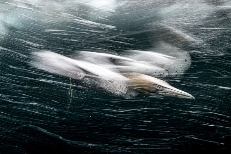 pSmashing through the water at 60 miles per hour, this shot of a gannet in the Shetland Islands, in the U.K., has scooped a British photographer the Grand Prize in an international photo competition. Undated photograph. (Henley Spiers,HIPA,SWNS/Zenger)/p