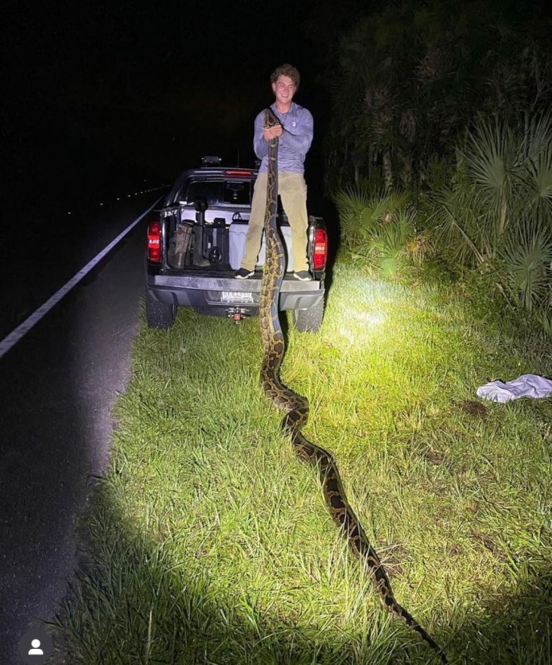 Burmese python florida