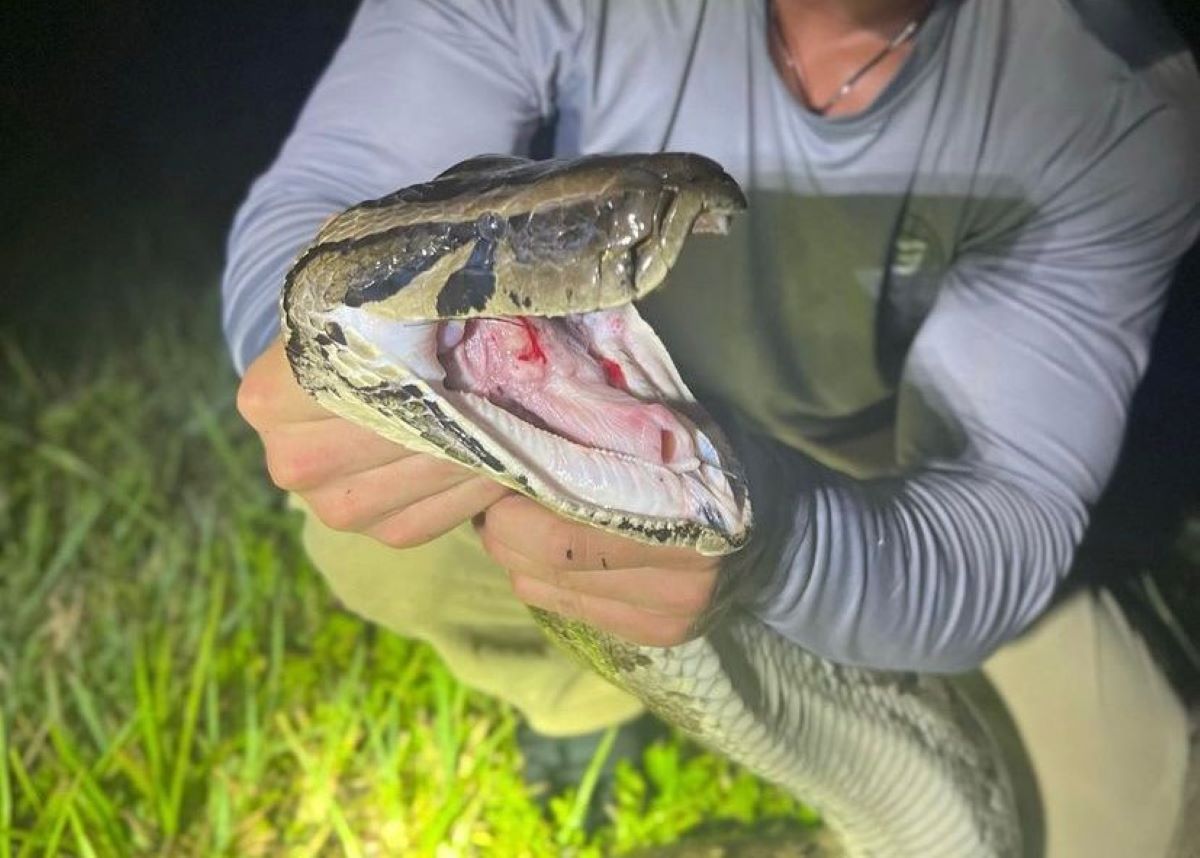 Do Pythons Bite? - ReptileStartUp.com