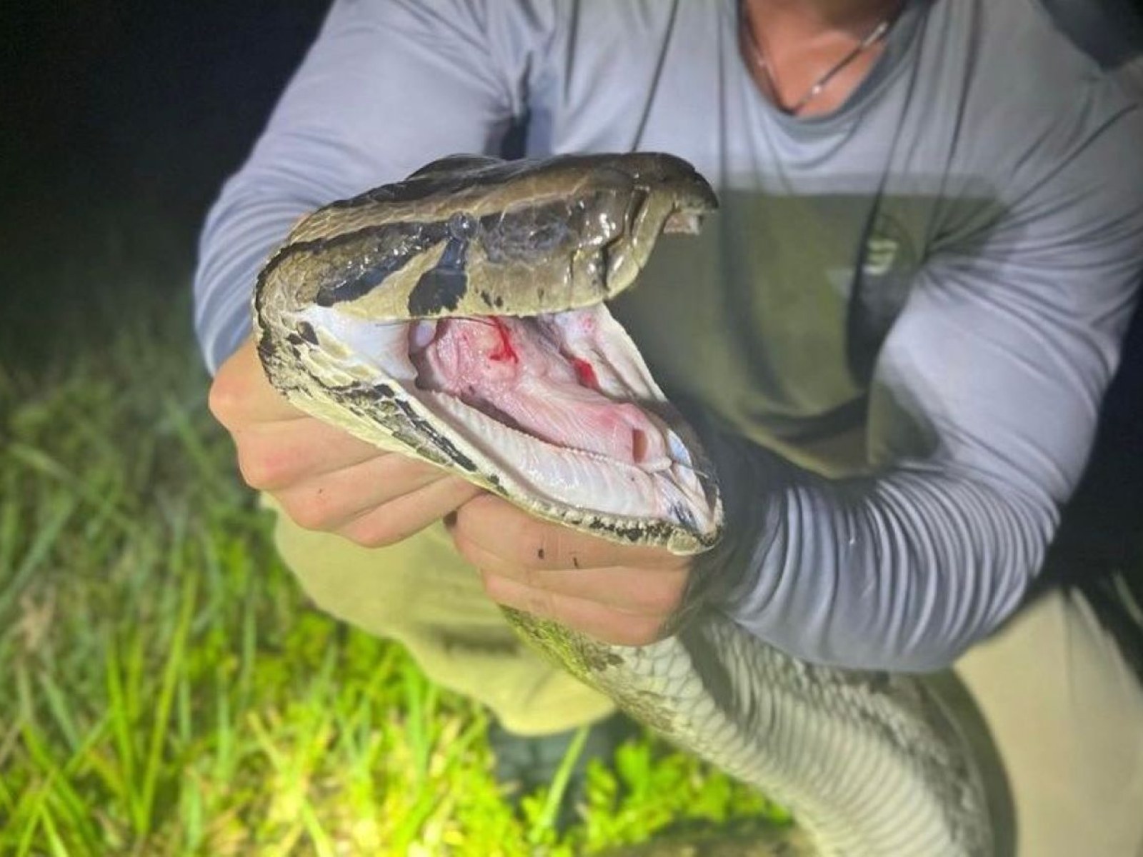Do Pythons Bite?