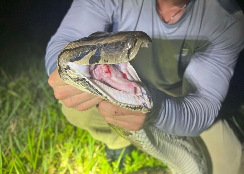 Do Burmese Pythons Have Teeth?