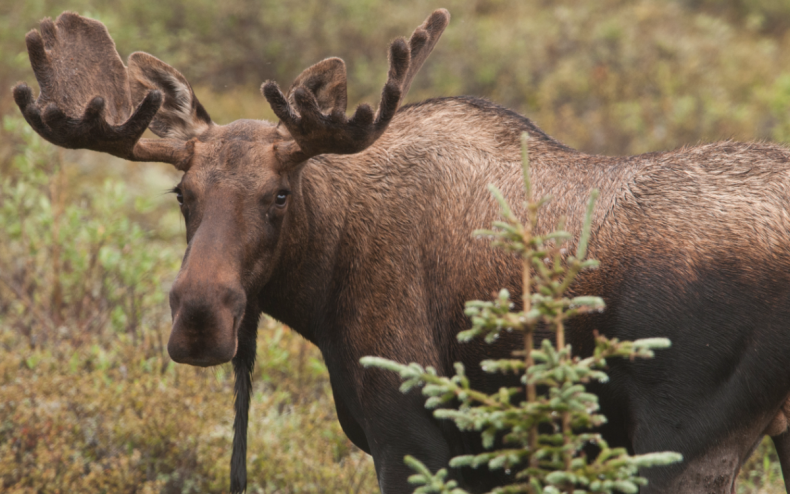 A moose in a field.