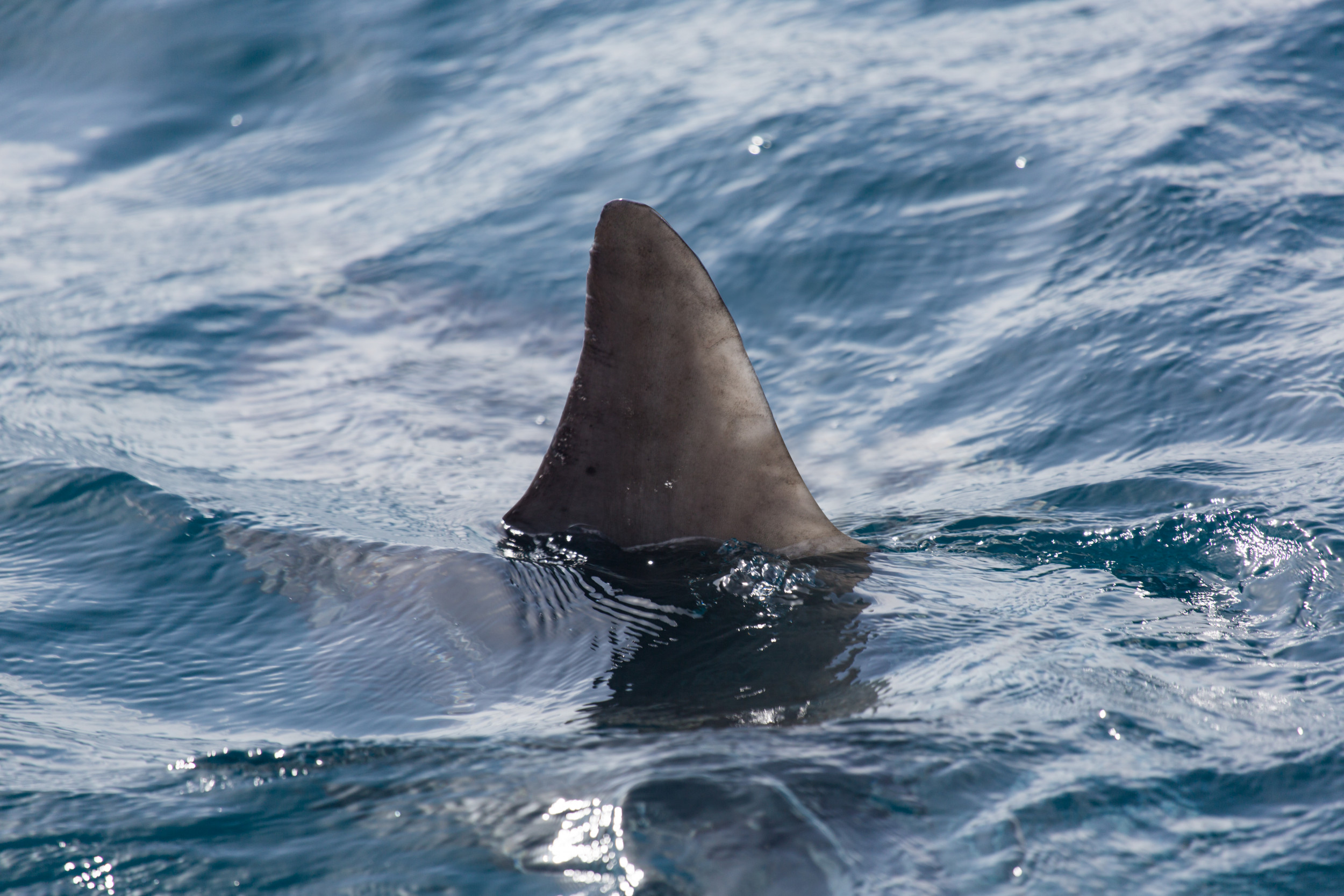 Sharks on Clearwater Beach: Your Ultimate Guide