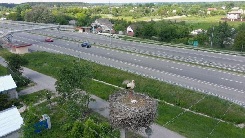 Stork nest outside Kyiv Ukraine