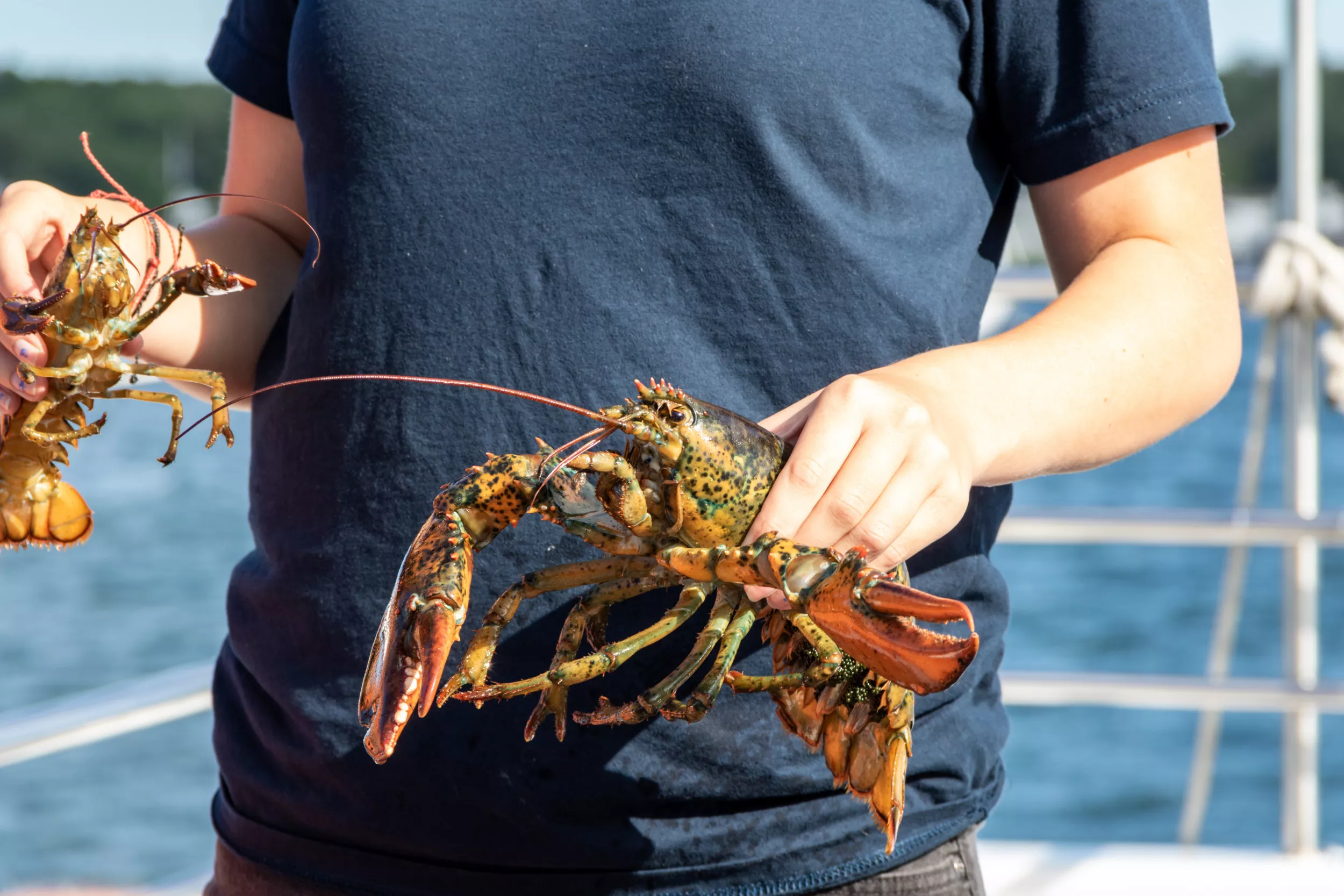 Second Rare 'One-In-30-Million' Lobster Rescued From Red Lobster - Vimarsana News