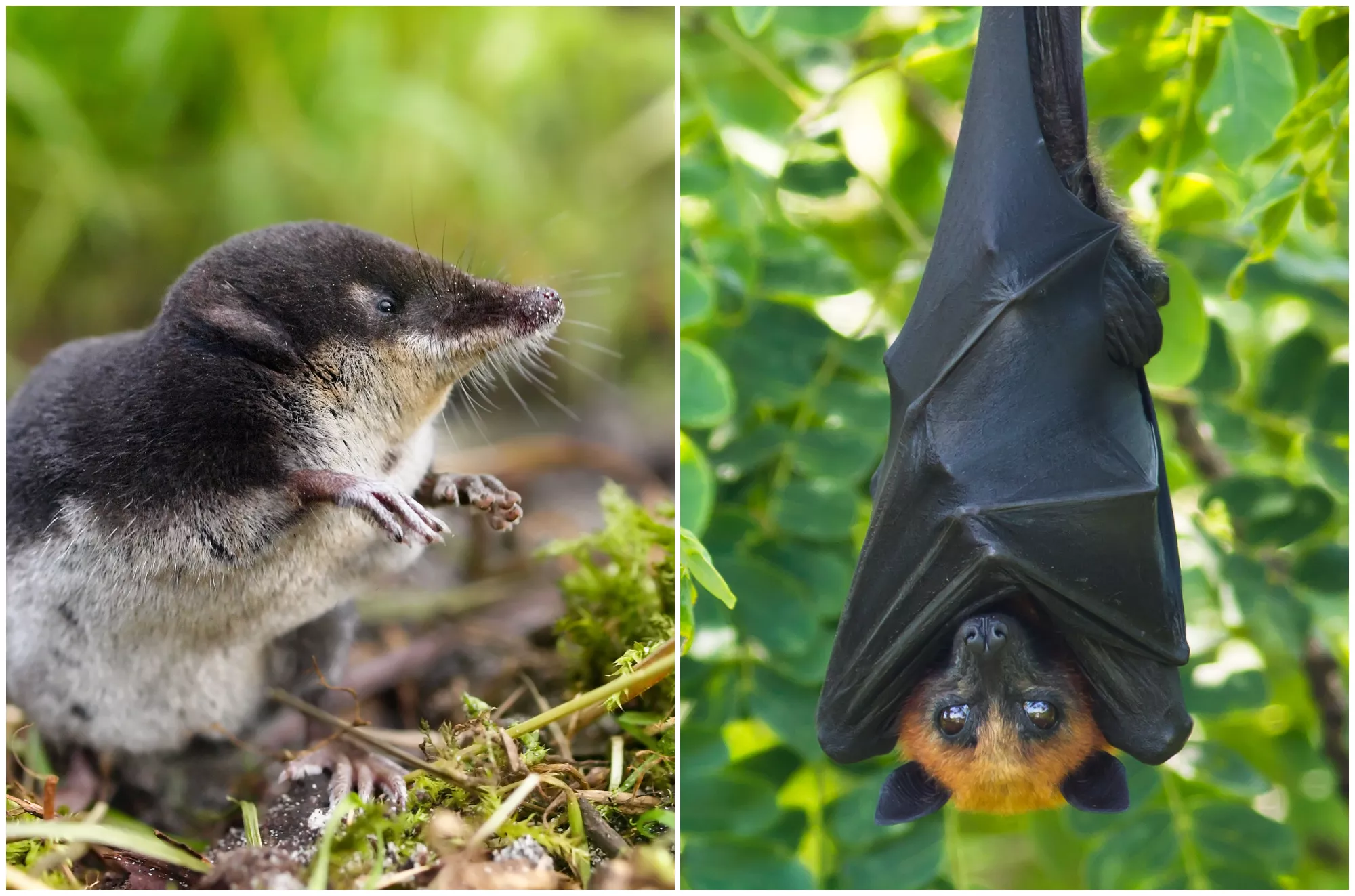 Langya vs. Nipah: China's New Virus Spread by Shrews Has a Deadly Relative - Vimarsana News