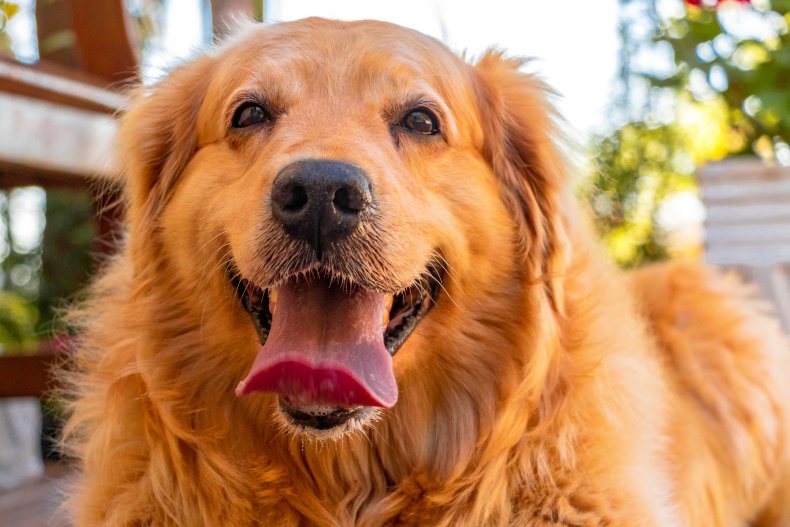 Obese Retriever Delights Internet With Weight Loss