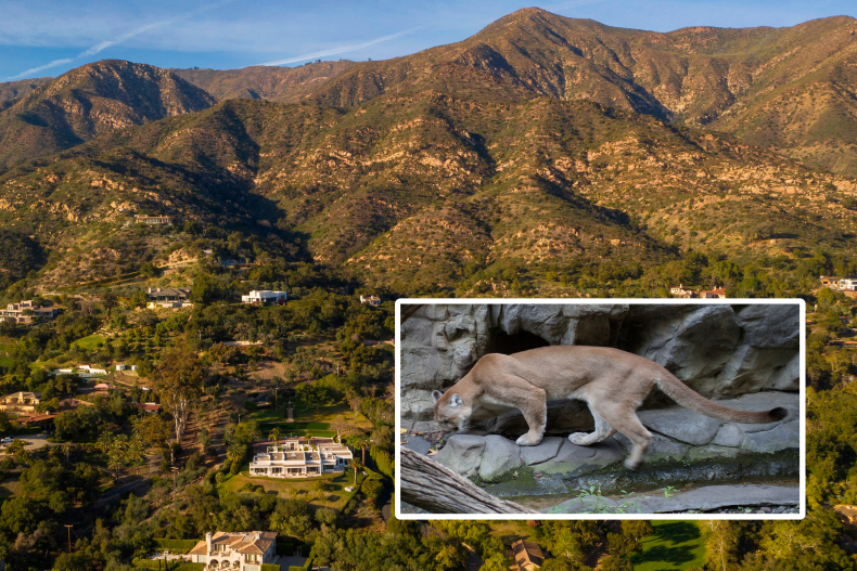 Montecito Mountain Lion