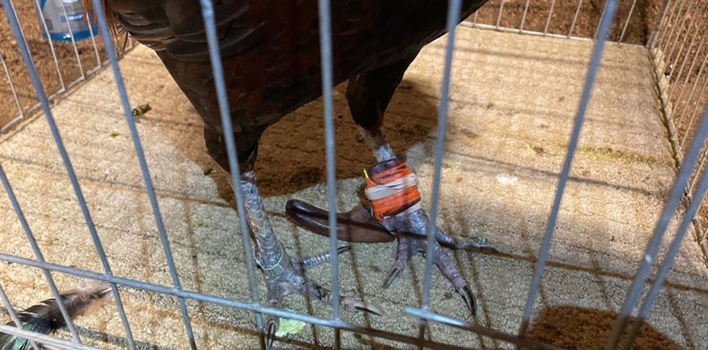 pPhoto shows an injured rooster, in an undated photo. Police raided a cockfighting event Friday, Aug. 5, 2022, in Jurupa Valley, California USA. (Riverside County Department of Animal Services/Zenger)/p