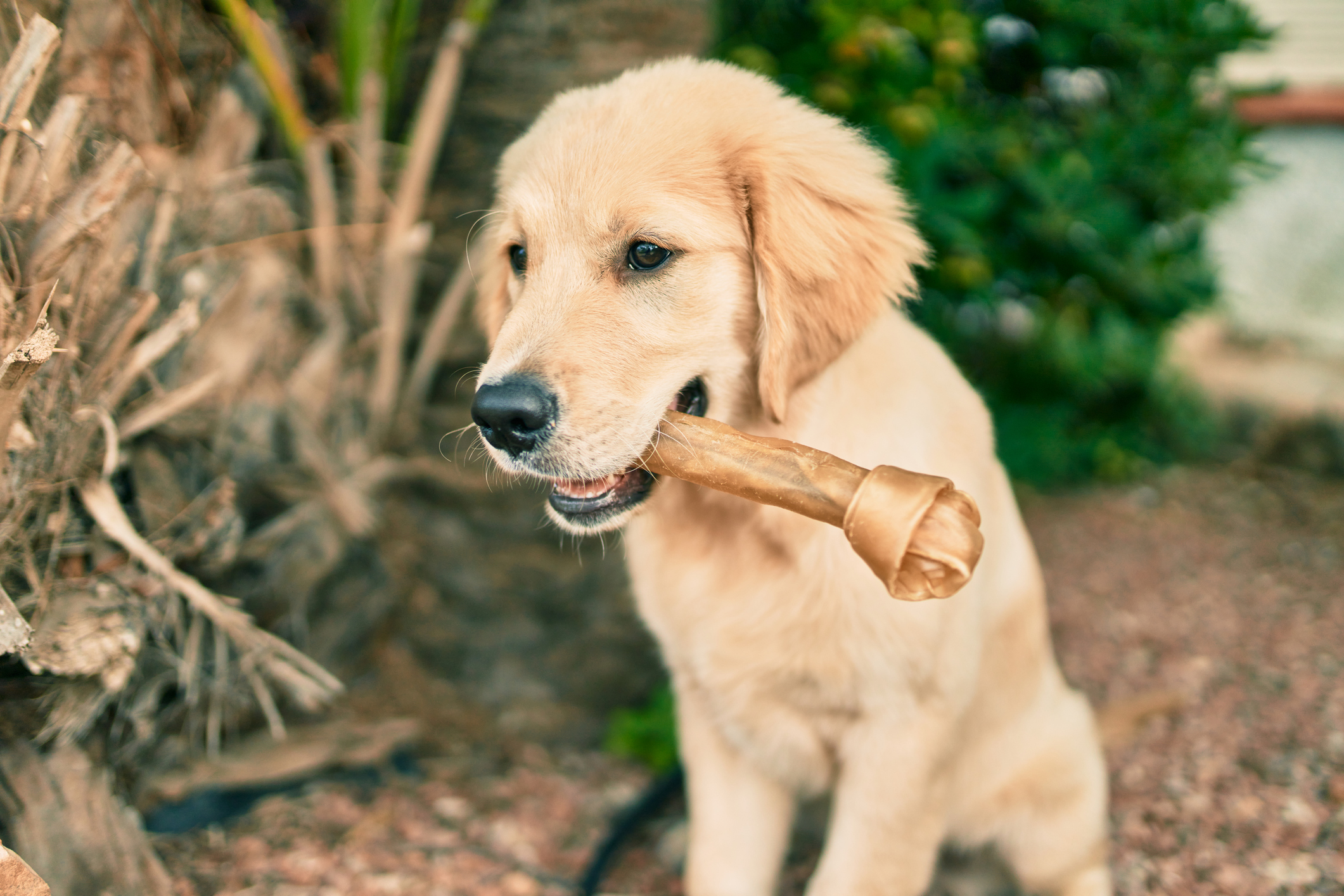 Golden Retriever Pup Casually Trying To Steal Dog's Treat Delights 