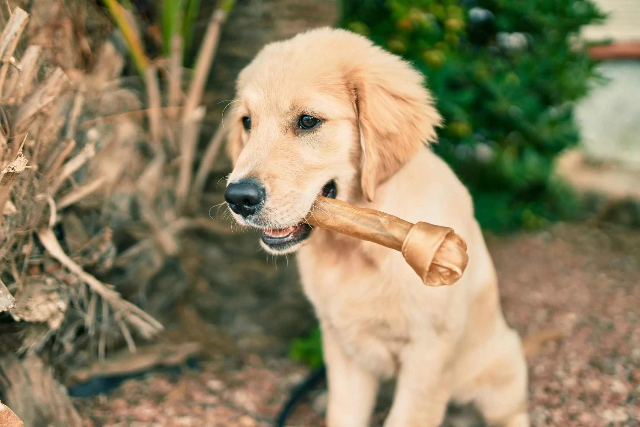Golden Retriever Pup Casually Trying To Steal Dog's Treat Delights Internet - Vimarsana News