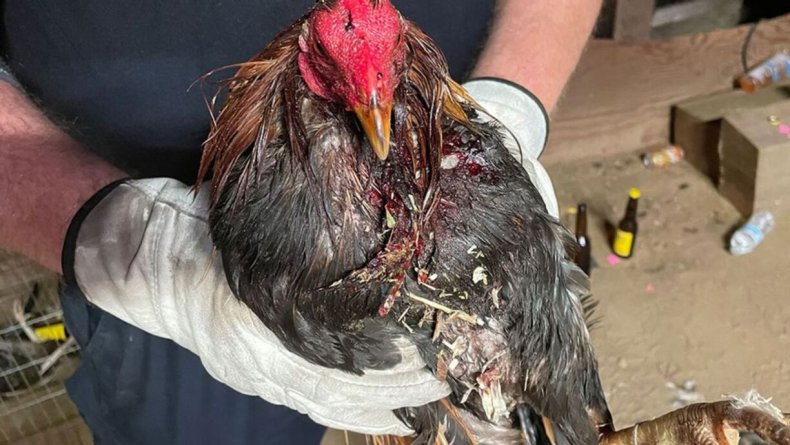 rooster