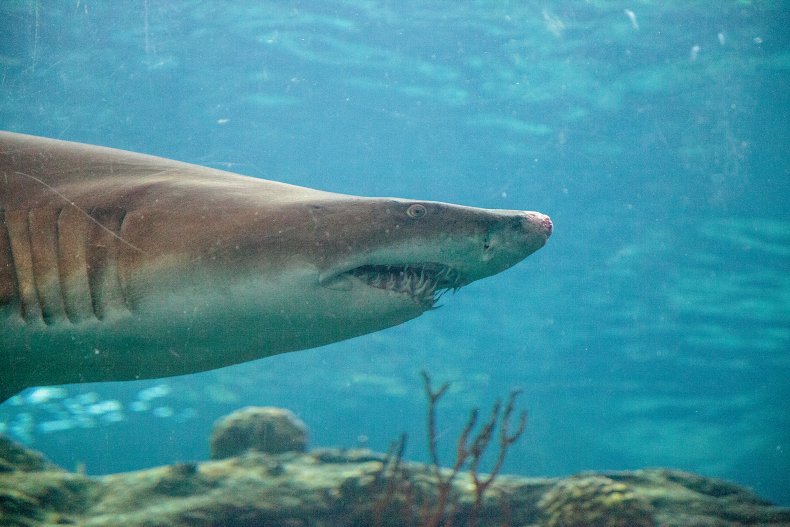 A blacktip shark