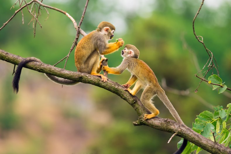 monkey brazil monkeypox