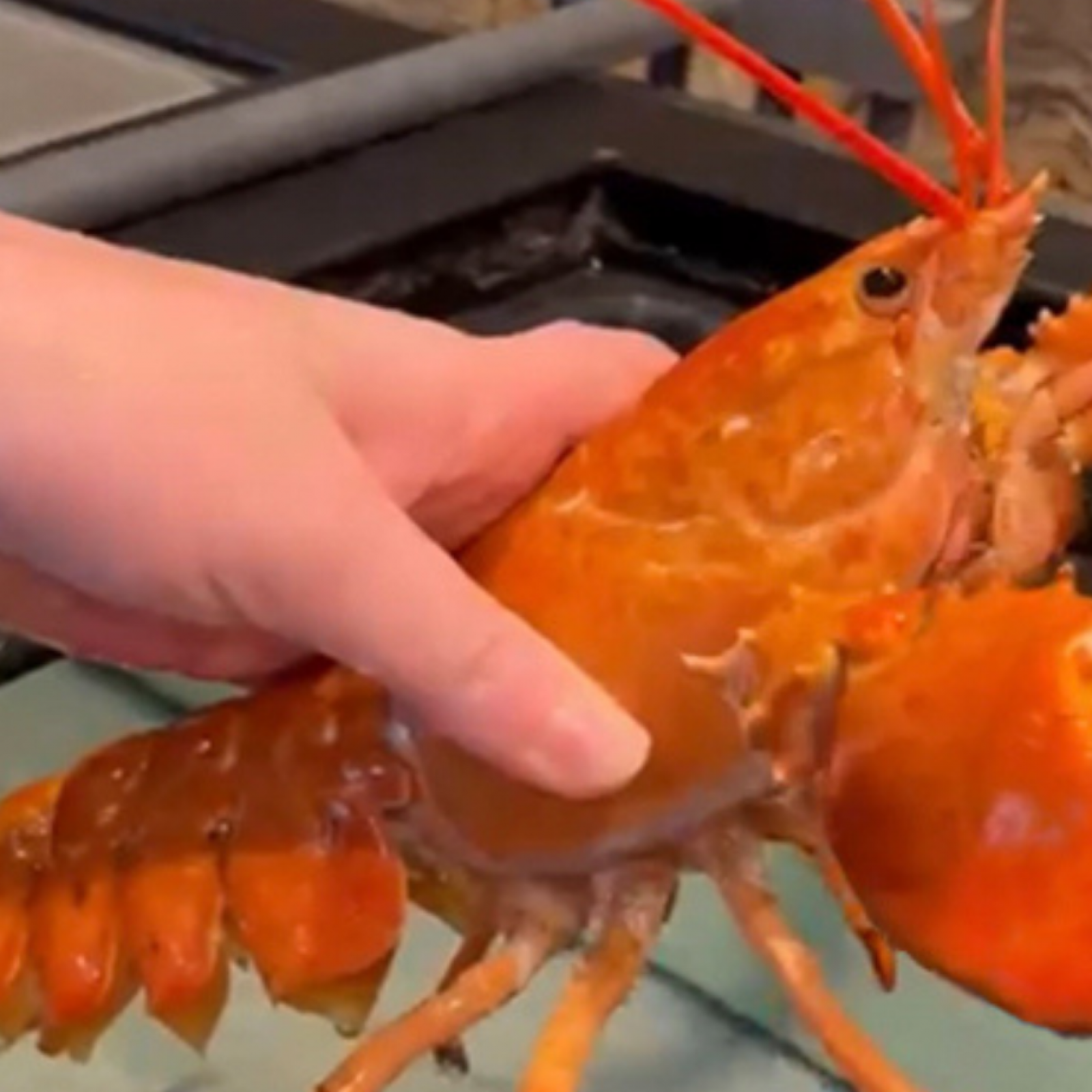 Rare 'cotton candy lobster' seeks home after rescue by Maine fisherman, Maine