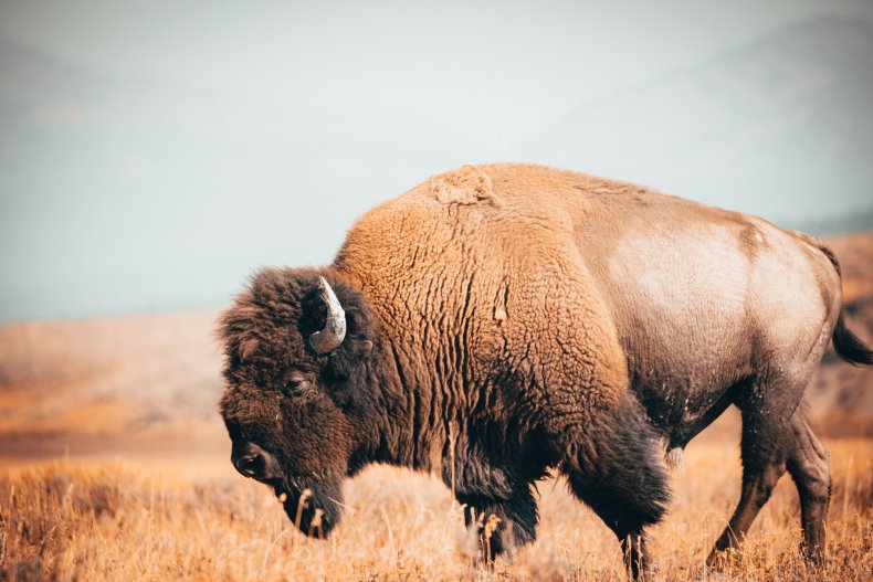A bison in Yellowstone National Park