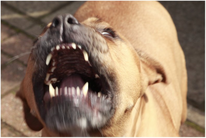 Stock image of a pit bull