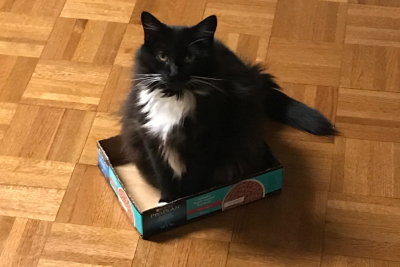 Bootsie the cat - reader submission Bootsie the cat - reader submission