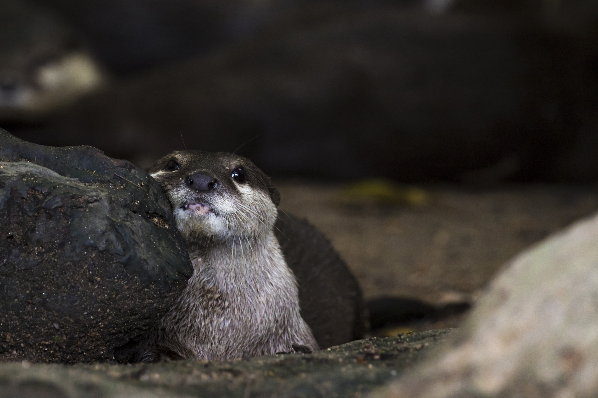 Otter Lives His Best Life After Sailors Save Him From Eagle Attack